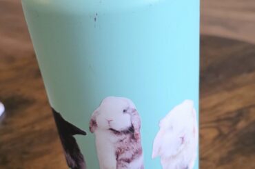 post cute pics of your bunny so I can add them to my water bottle <3