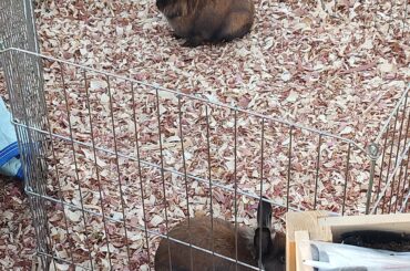Update No.3! Rabbits have been captured! Please read comments.