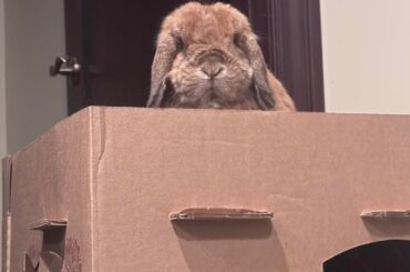 Romeo is the king of his castle 🏰