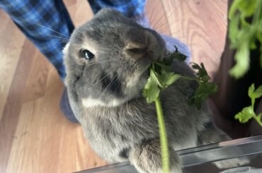 Does anyone else let their buns “steal” out of the fridge because it’s adorable?