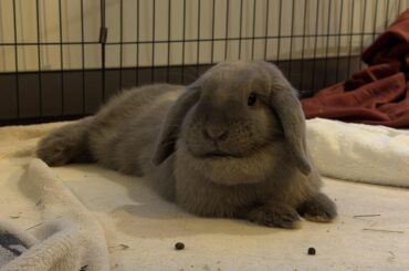 Nijnie got spayed last friday and is doing very well!