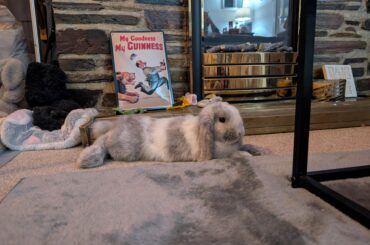 Betrayed by my bunny