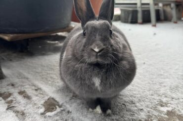 Kiwi’s first time seeing snow! 🩵