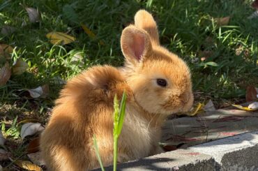 What breed is Ginger? (NZ)