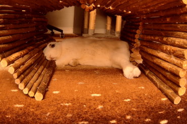 Daisy using her house as a pillow