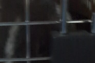 Going to the vet...