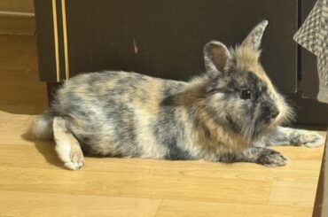 What do I do if my bunny doesn’t like eating hay?