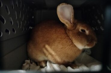 Bunny breed
