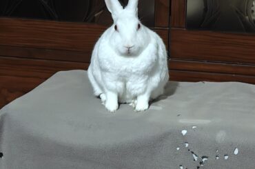 His fur keeps growing longer every year with his age