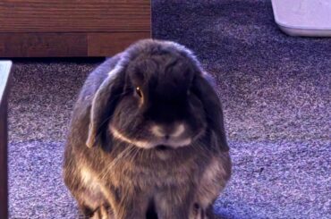 my rabbit looks rough