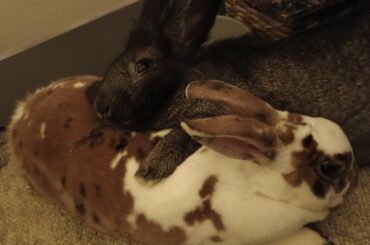 My boy getting comfy using my other bun, Arthur as a pillow