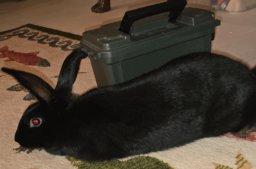 BIG BOY (LB) size comparison