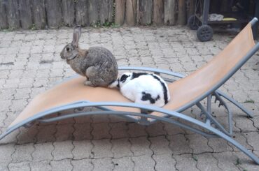 They sit like they pay the bills