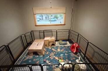 Rabbit enclosure advice