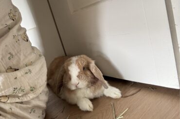 How long did it take your bun to come out of stasis?