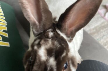 [oc] You must rub my head huuuman