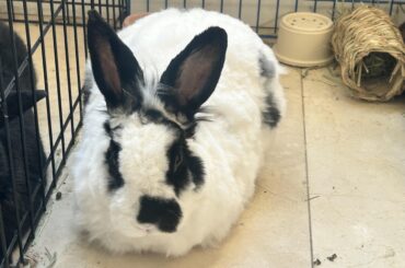 What kind of bread is this?