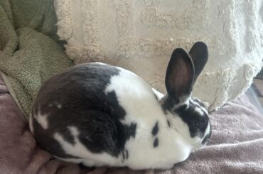 Little velvety cow ball