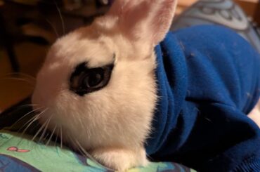 I have a fashion model as a pet
