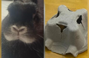 Everywhere I go I see bunnies