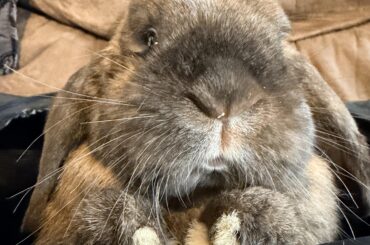 The face of someone who’s milking all she can from her vet visit