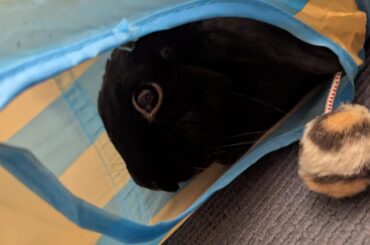 Our special bun