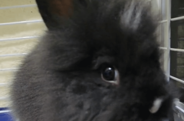 What breed is this little ball of fur?