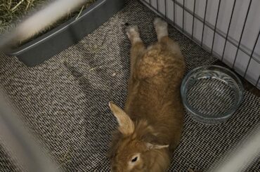 Litter box recommendations?