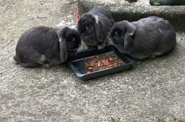 My" three little property owners (aka "my rabbits")