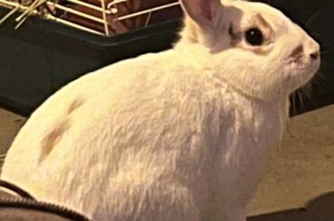 What Breed Bunny did I Adopt???