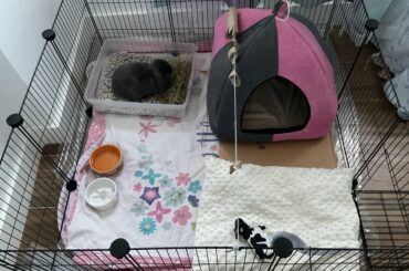 Cage