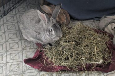 How do we best support his bonded sister?
