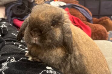 My rabbit wont stop pooping everywhere!