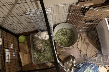 Female trio?