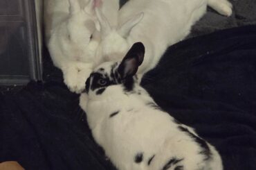 Snuggly trio of buns (Photo Dump)