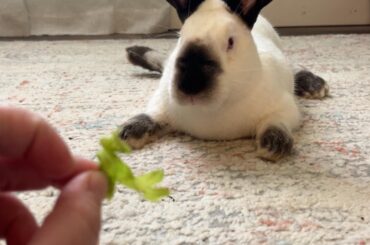 New bunny owner