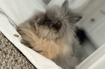 Has anyone successfully cured a free roam bunny of ear mites?