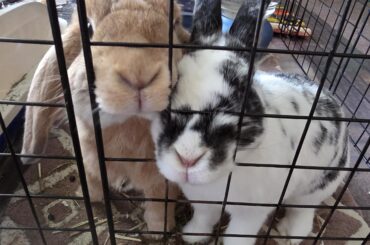 You have treato for us???