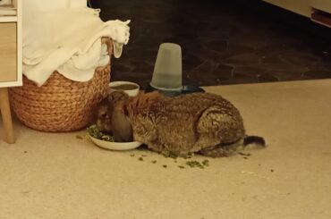 Chap going all in on his snack bowl