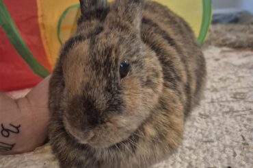 Bilbo ❤️