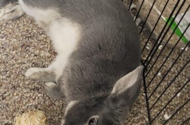 does anyone else's bun just pass tf out after meals?