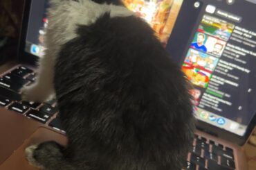 New Bun Owner. Are Bunnies Just Smaller Herbivorous Cats? Asking For A Friend 😂