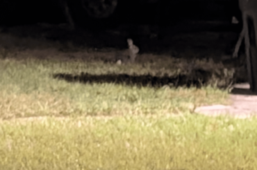 I saw a bunny from afar