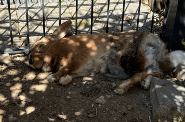 Sleepy bun