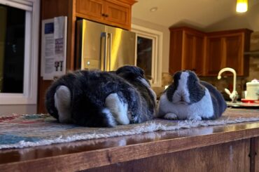 How do you call those feet position ? (check our onlybuns account for more 🤣)