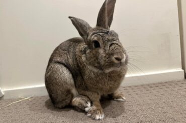 Anyone know what breed this standard issue bun is?