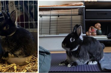 My bunbun has grown so fast