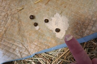 sludge care until our vet comes back?