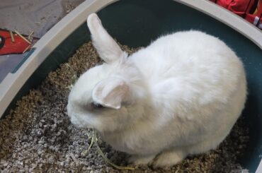 Bun holding onto hay