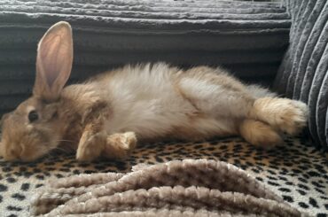 My bun says: here, have some cute today, hoomans